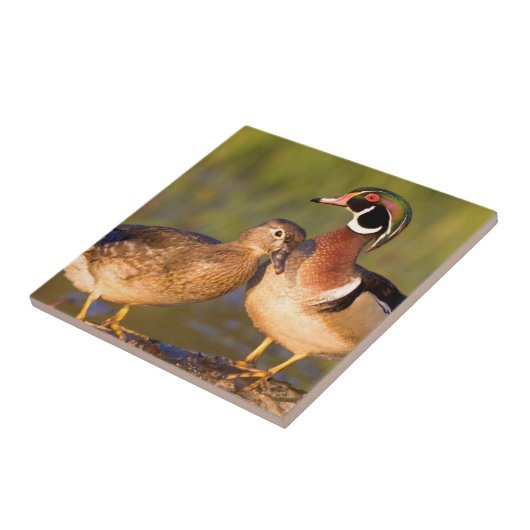 Wood Ducks and Female on log in wetland Fliese (Seite)