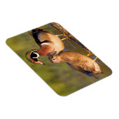 Wood Ducks and Female on log in wetland Magnet (Rechte Seite)
