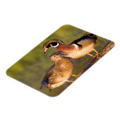 Wood Ducks and Female on log in wetland Magnet (Linke Seite)