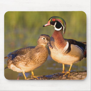 Wood Ducks and Female on log in wetland Mousepad