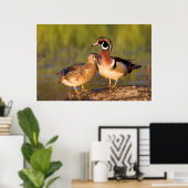 Wood Ducks and Female on log in wetland Poster (Heimbüro)