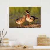 Wood Ducks and Female on log in wetland Poster (Küche)