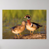 Wood Ducks and Female on log in wetland Poster (Vorne)