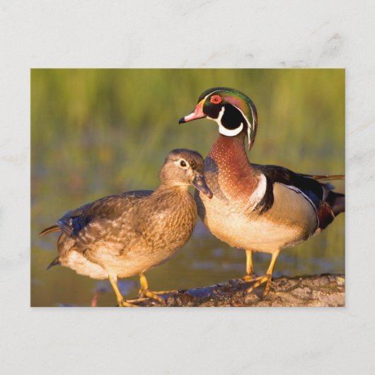 Wood Ducks and Female on log in wetland Postkarte (Vorderseite)