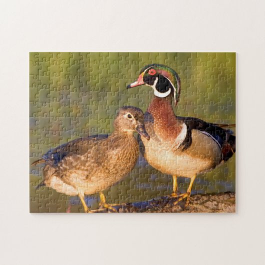 Wood Ducks and Female on log in wetland Puzzle (Horizontal)