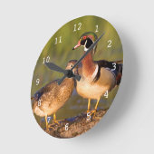 Wood Ducks and Female on log in wetland Runde Wanduhr (Winkel)