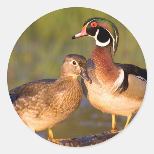 Wood Ducks and Female on log in wetland Runder Aufkleber (Vorderseite)