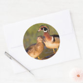 Wood Ducks and Female on log in wetland Runder Aufkleber (Umschlag)