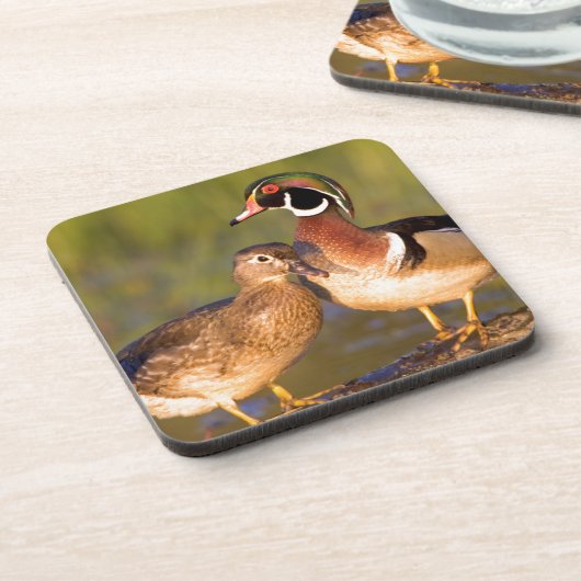 Wood Ducks and Female on log in wetland Untersetzer (Linke Seite)