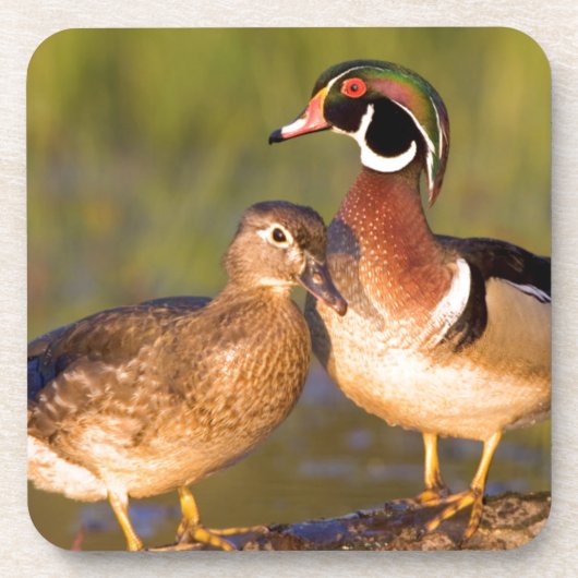 Wood Ducks and Female on log in wetland Untersetzer (Vorderseite)