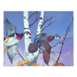 Wood Ducks Flying Fotodruck