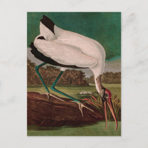 Wood Ibis Birds of America Audubon Print Feiertagspostkarte