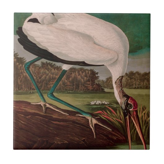 Wood Ibis Birds of America Audubon Print Fliese (Vorderseite)