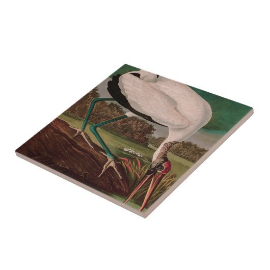 Wood Ibis Birds of America Audubon Print Fliese (Seite)