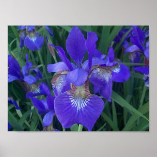 Wood Iris Poster