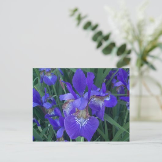 Wood Iris Postkarte (Stehend Vorderseite)