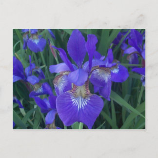 Wood Iris Postkarte
