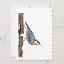 Wood Nuthatch Bird (Sitta Europaea)
