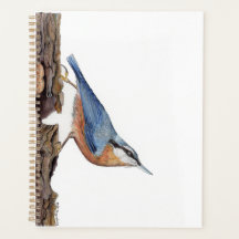 Wood Nuthatch Bird (Sitta Europaea)