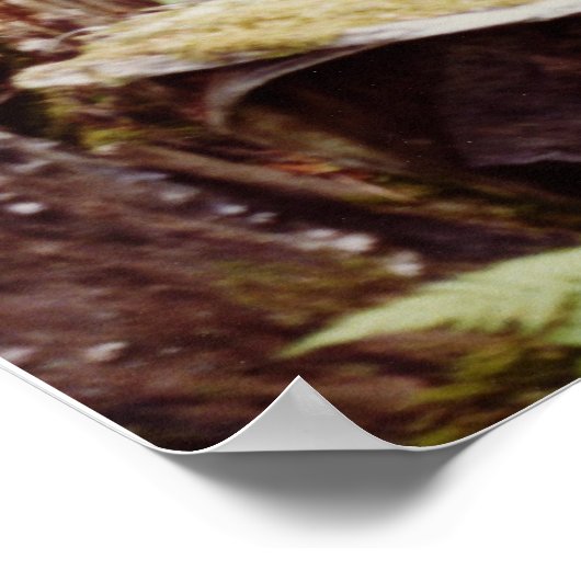 Wood Nymph Poster (Ecke)