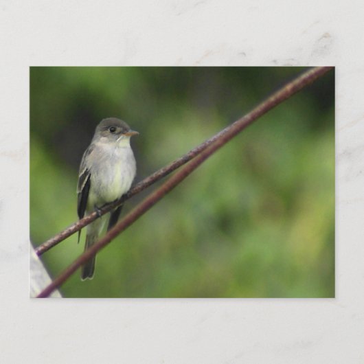 Wood Peewee Postcard Postkarte (Vorderseite)