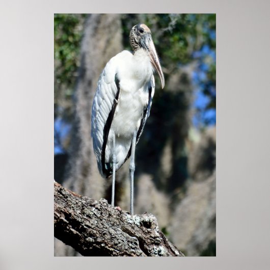 Wood Stork in The Wild Poster (Vorne)
