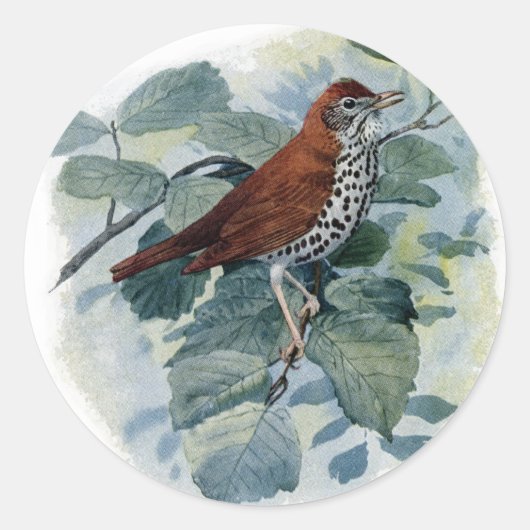 Wood Thrush in einer Twig Runder Aufkleber (Vorderseite)