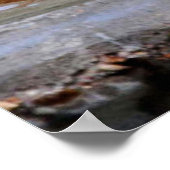 Wood Thrush Poster (Ecke)