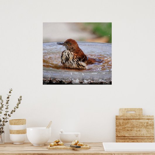 Wood Thrush Poster (Küche)