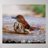 Wood Thrush Poster (Vorne)