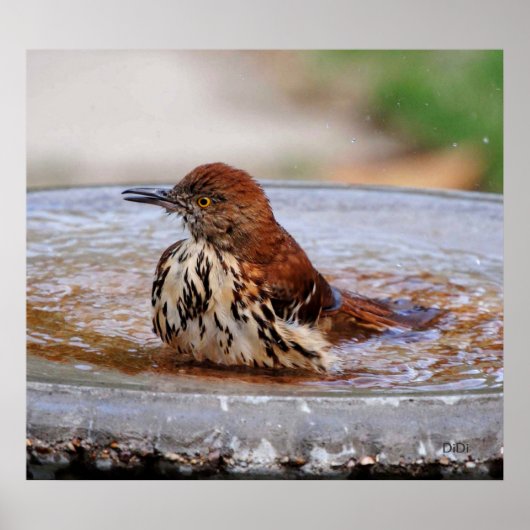 Wood Thrush Poster (Vorne)