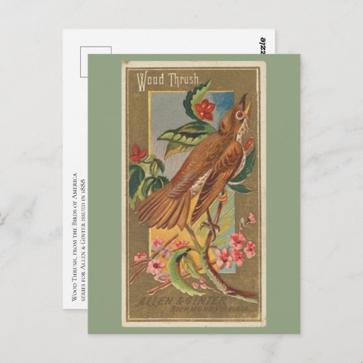 Wood Thrush Postkarte (Vorne/Hinten)