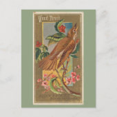 Wood Thrush Postkarte (Vorderseite)