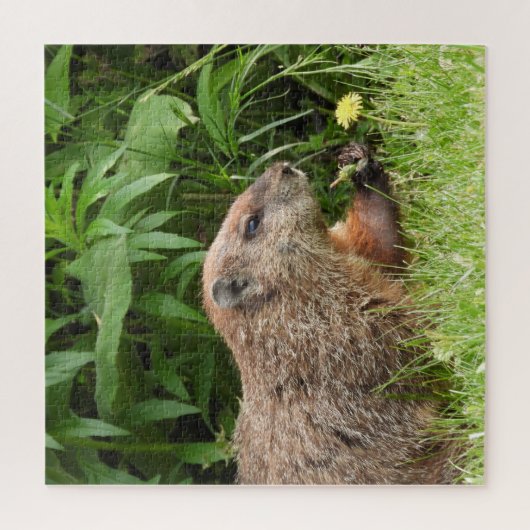 Woodchuck AKA Groundhoug mit Blume Puzzle (Vertikal)
