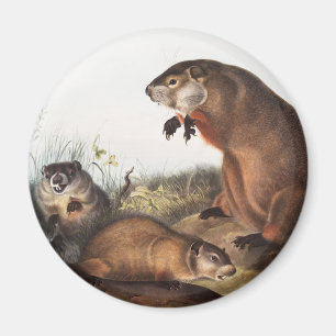 Woodchuck (Arctomys monax) Illustration Magnet