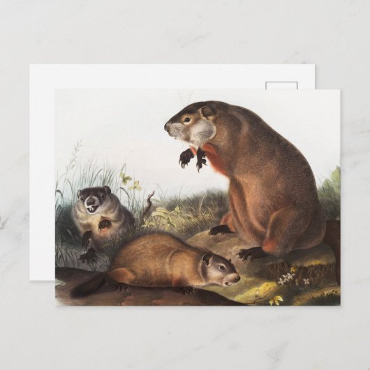 Woodchuck (Arctomys monax) Illustration Postkarte (Vorne/Hinten)