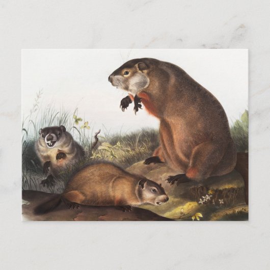 Woodchuck (Arctomys monax) Illustration Postkarte (Vorderseite)