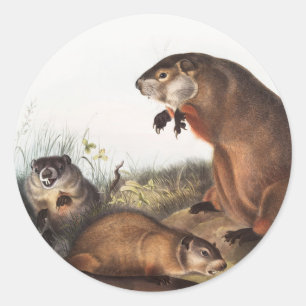 Woodchuck (Arctomys monax) Illustration Runder Aufkleber