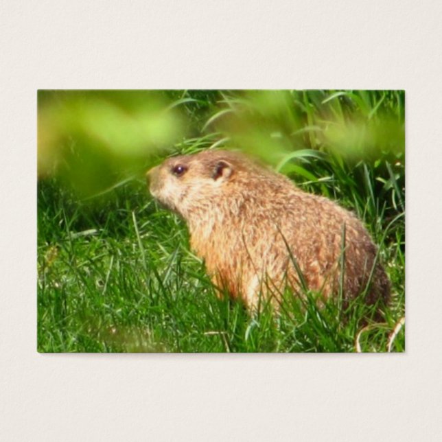 Woodchuck ~ ATC (Vorderseite)