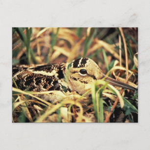 Woodcock auf Nest Postkarte