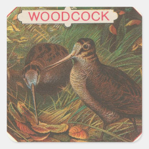 Woodcock Quadratischer Aufkleber