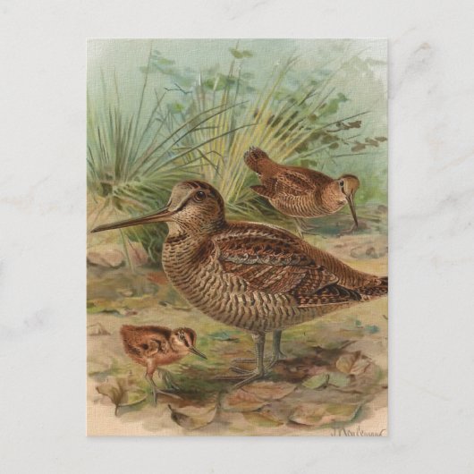 "Woodcock" Vintage Vogeldarstellung Postkarte (Vorderseite)
