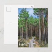 Wooden trail in pine forest postkarte (Vorne/Hinten)