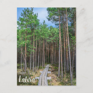 Wooden trail in pine forest postkarte