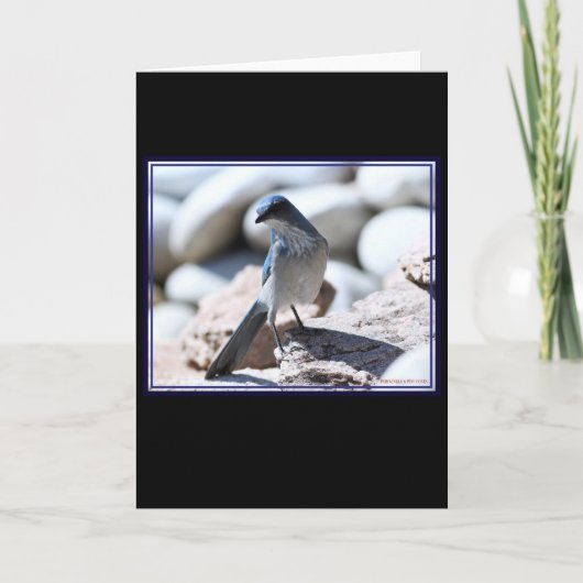 Woodhouse's Scrub-Jay-Modeling für die Kamera. Karte (Vorderseite)