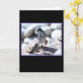 Woodhouse's Scrub-Jay-Modeling für die Kamera. Karte (Gelbe Blume)