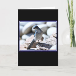 Woodhouse's Scrub-Jay-Modeling für die Kamera. Karte