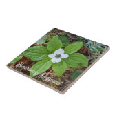 Woodland Bunchberry Dogwood Floral Fliese (Seite)