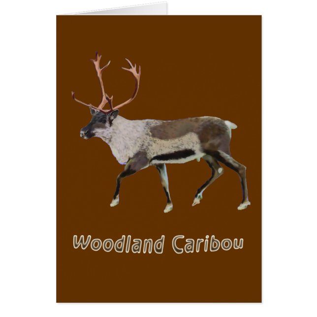 Woodland Caribbean (Vorne)