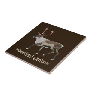 Woodland Caribbean Fliese